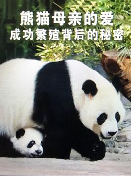 熊猫母亲的爱成功繁殖背后的秘密