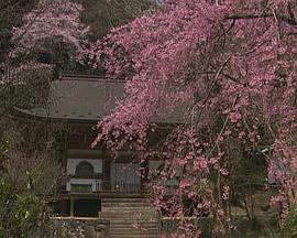 乡愁浪漫樱花